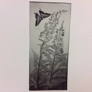 Cover image of Fireweed