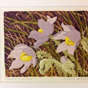 Cover image of Prairie Anemone