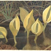 Cover image of Skunk Cabbage