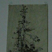 Cover image of Pine Tree