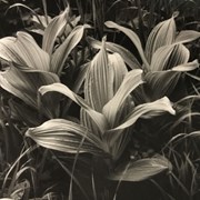 Cover image of False Hellebore and Grasses, Waterton 1981