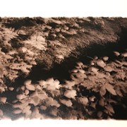 Cover image of Ground Cover