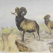 Cover image of Rocky Mountain Sheep