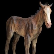 Cover image of Foal