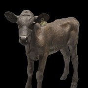 Cover image of Calf