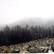 Cover image of On the Way to the Carmanah Valley