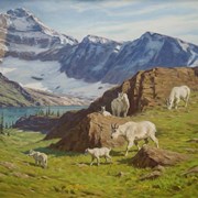 Cover image of Mountain Goats, Lake McArthur, Alberta