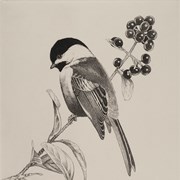 Cover image of Chickadee