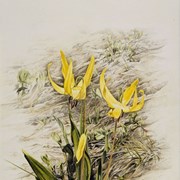 Cover image of Glacier Lilies
