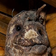 Cover image of Burl Face