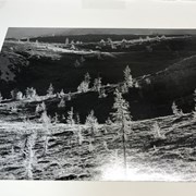 Cover image of Larch trees, Wonder Pass
