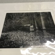 Cover image of Marsh Marigold, Fallen Spruce