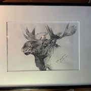 Cover image of Moose head