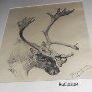 Cover image of Caribou head