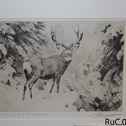 Cover image of Mule Deer