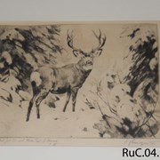 Cover image of Mule Deer