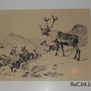 Cover image of Mountain Caribou