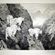 Cover image of Goats 