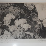 Cover image of Mountain Goats