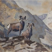 Cover image of Mountain Sheep