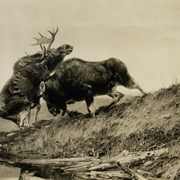 Cover image of Battling Moose