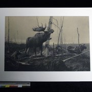 Cover image of Untitled [Moose]