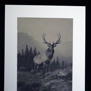 Cover image of Untitled [Deer]