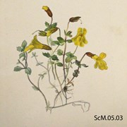 Cover image of Mimulus luteus (Yellow Monkey Flower)