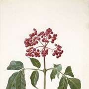 Cover image of Sambucus racemosa (Elderberry)