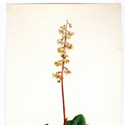 Cover image of Pyrola picta (Wintergreen)
