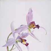 Cover image of Calypso bulbosa (Calypso Orchid/Pink Fairy's Slipper)