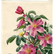 Cover image of Rosa acicularis (Prickly Wild Roses)
