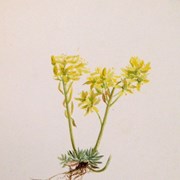 Cover image of Sedum lanceolatum (Lanceleaf/Spearleaf Stonecrop)