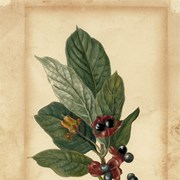 Cover image of Lonicera  involucrata (Bracted Honeysuckle/Twinberry)