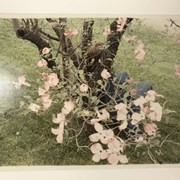 Cover image of Pink blossoms