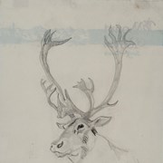 Cover image of Head of a  Caribou