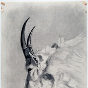 Cover image of Rocky Mountain Goat