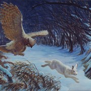 Cover image of In The Winter Night