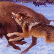 Cover image of Wolf Attacking Cow