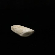 Cover image of Untitled (Unfinished carving on ivory tooth?)