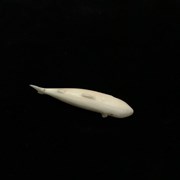 Cover image of Untitled (Ivory whale)