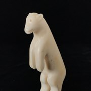 Cover image of Polar Bear
