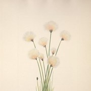 Cover image of Eriophorum chamissonis Meyer (Cotton Grass)
