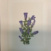 Cover image of Purple Pentstemon(?)