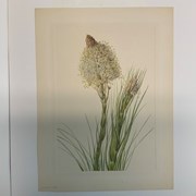 Cover image of Bear Grass