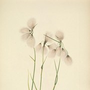 Cover image of Eriophorum augustifolium Roth  (Tassel Cottongrass) 
