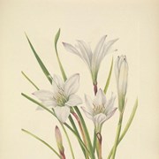 Cover image of Atamasco atamasco (lLinnaeus) Greene (Atamasco-Lily)