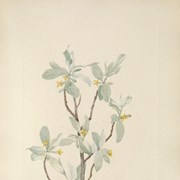 Cover image of Elaeagnus commutata Bernhardi (Silverberry)