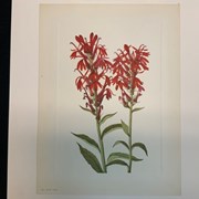 Cover image of Cardinal Flower