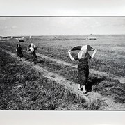 Cover image of Aprons in the Wind